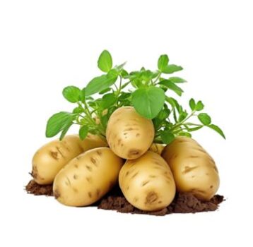 New Potatoes – The Fresh Harvest